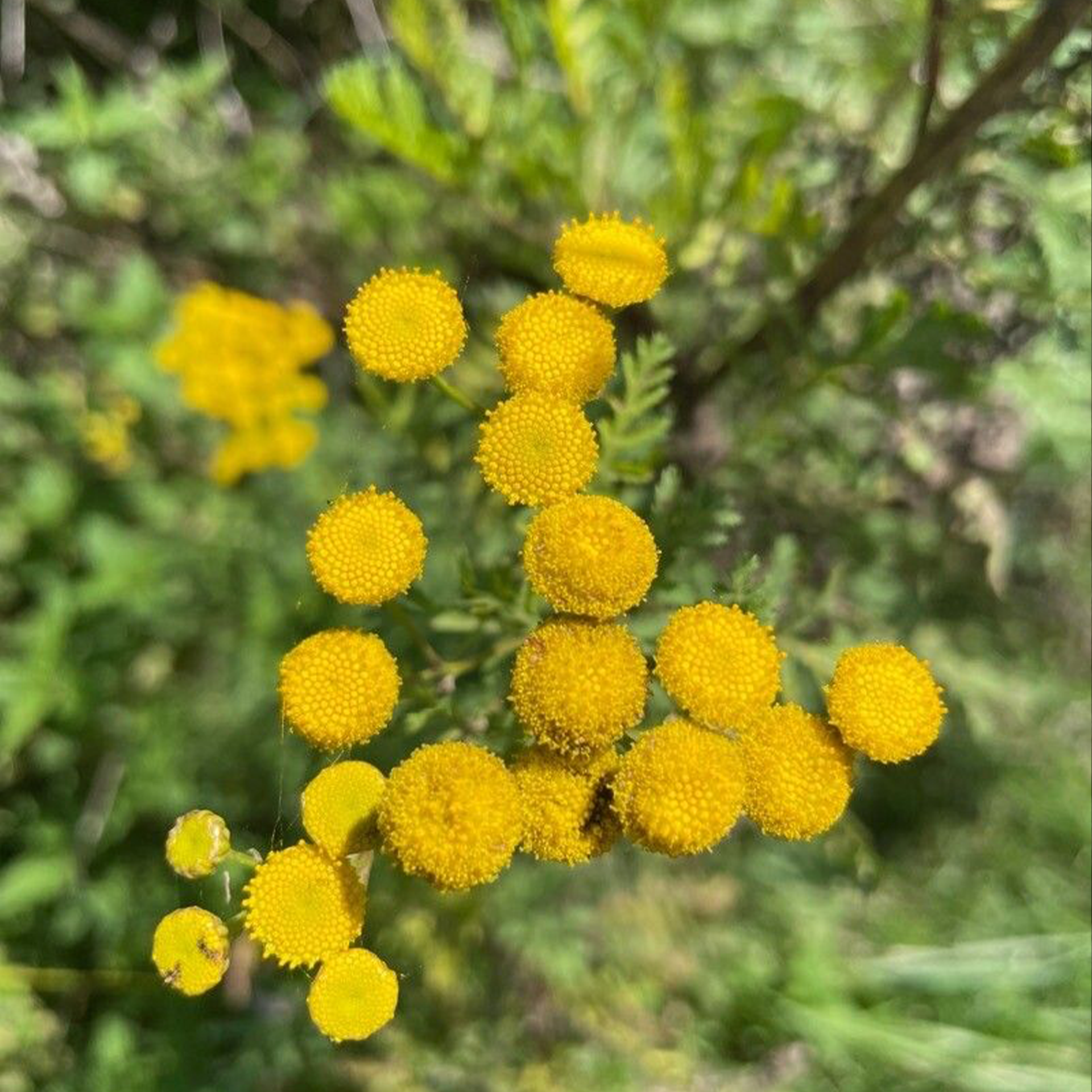 Blue Tansy Essential Oil, Moroccan Blue Tansy,藍艾菊精油, 摩洛哥藍艾菊, 母菊天藍烴, 檜烯, 肌膚安撫, 舒緩肌膚, 芳療, 天然保養, 按摩油, 蒸氣蒸餾, 花香氣息, 身心放鬆, 肌膚瑕疵改善