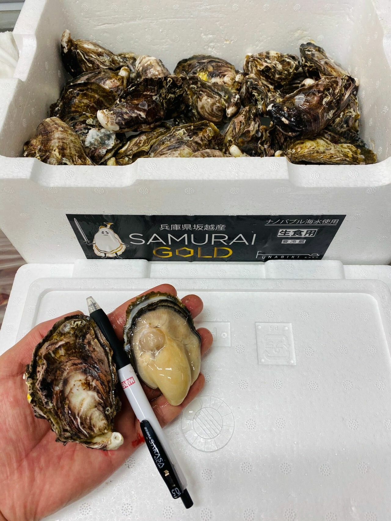 兵庫 赤穂 サムライゴールド 生蠔