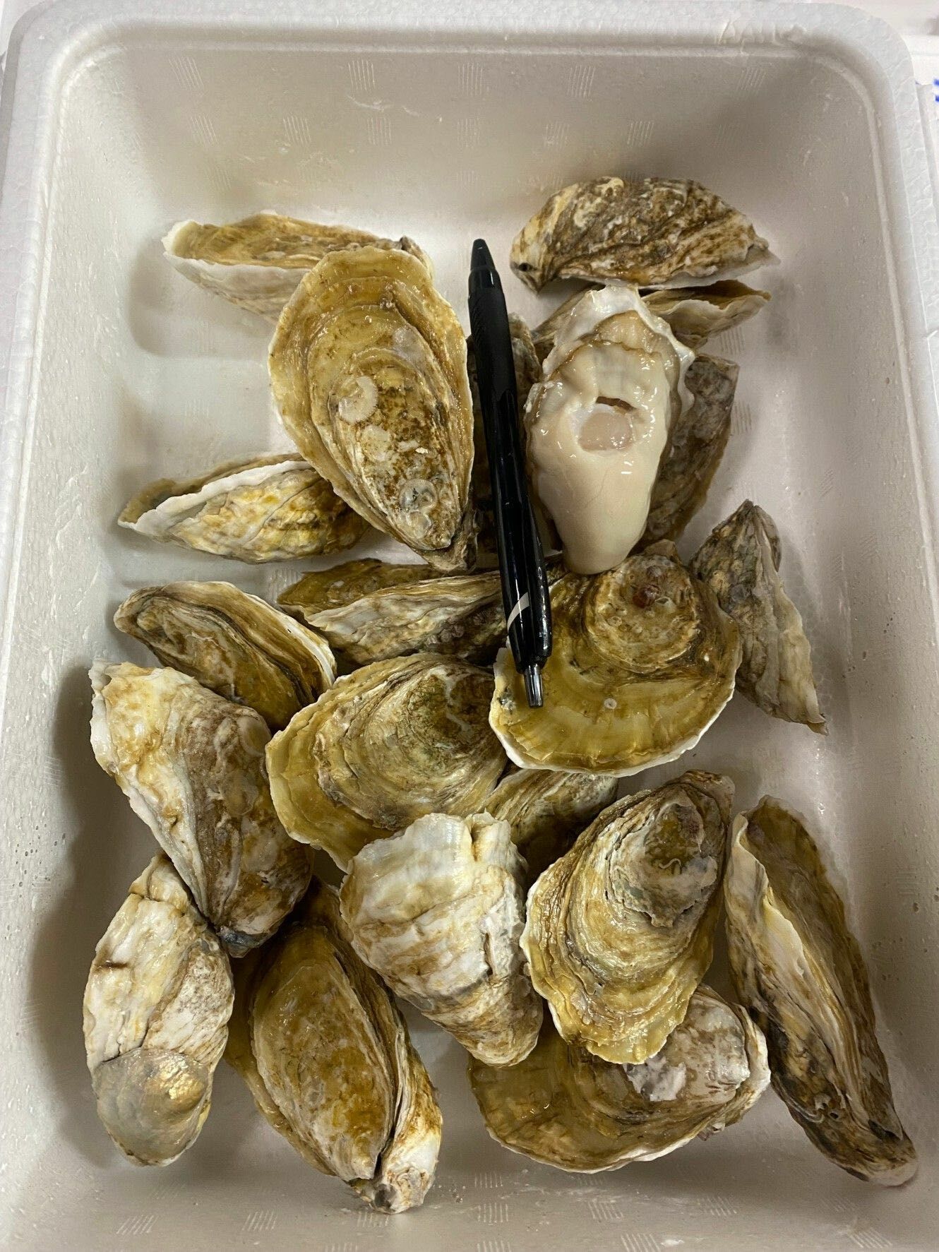 長崎 華漣 生蠔 30入 約50-60g/隻