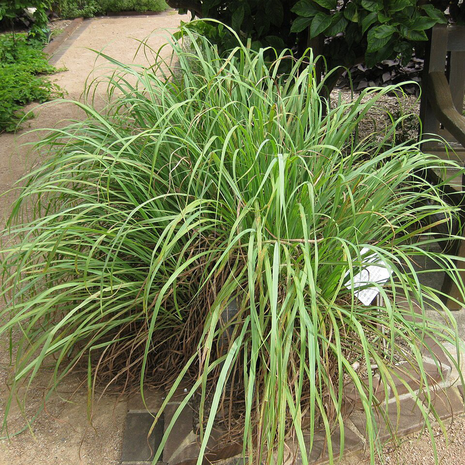 檸檬香茅精油, 香氛, Lemongrass, Cymbopogon citratus, 提振心情, 清新空氣, 蒸氣蒸餾法, 身體按摩, 室內擴香, 淨化空氣,檸檬草精油,Lemongrass, Cymbopogon citratus,