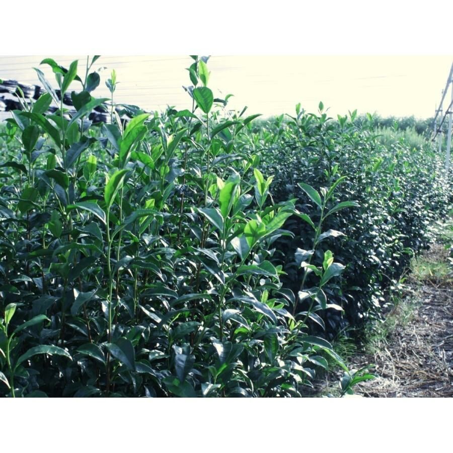 利招園茶舗 抹茶 宇治抹茶四天王 永【綠茶 / 京都府產宇治抹茶】