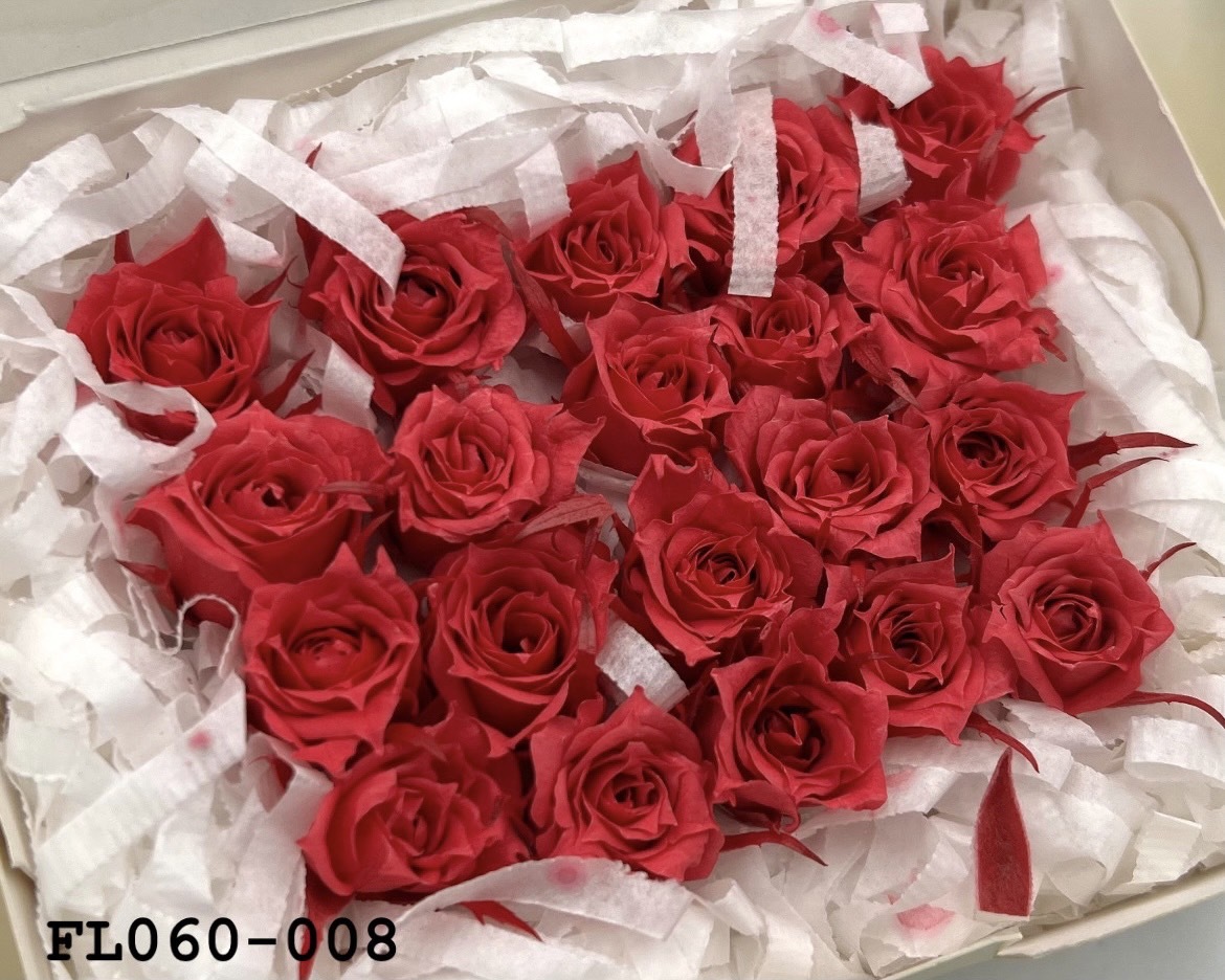 日本不凋拇指玫瑰(20朵) FL060-008