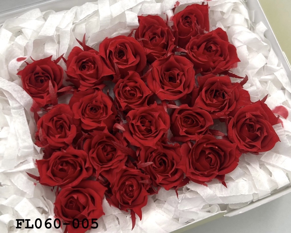 日本不凋拇指玫瑰(20朵)  FL060-005
