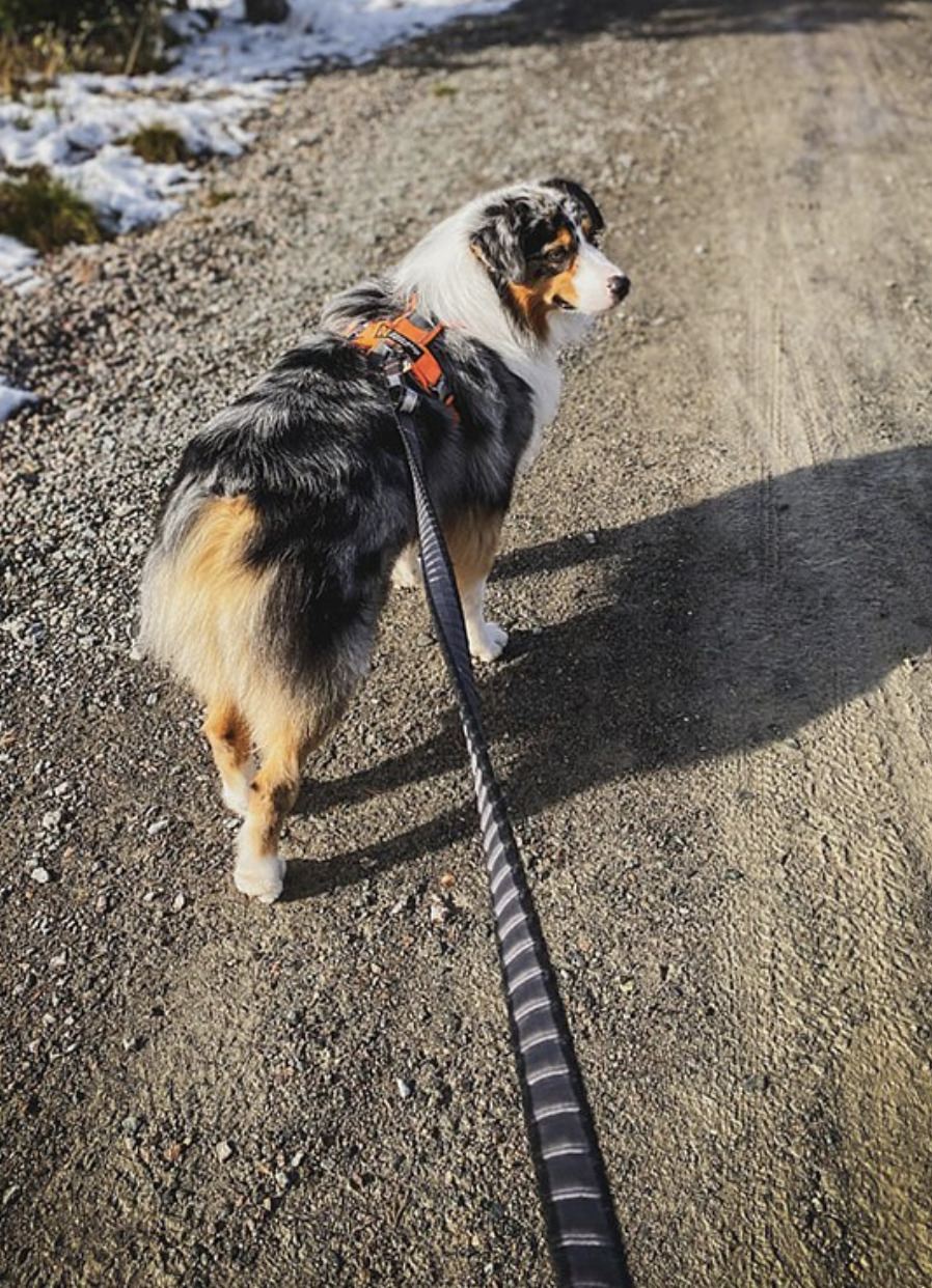 【Non-stop dogwear】BUNGEE 彈力運動牽繩（黑色）