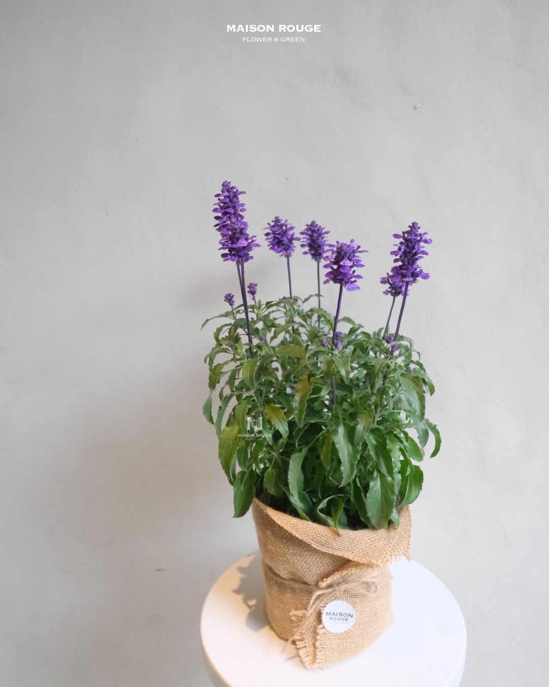 貳樓有花・鼠尾草・綠植中品