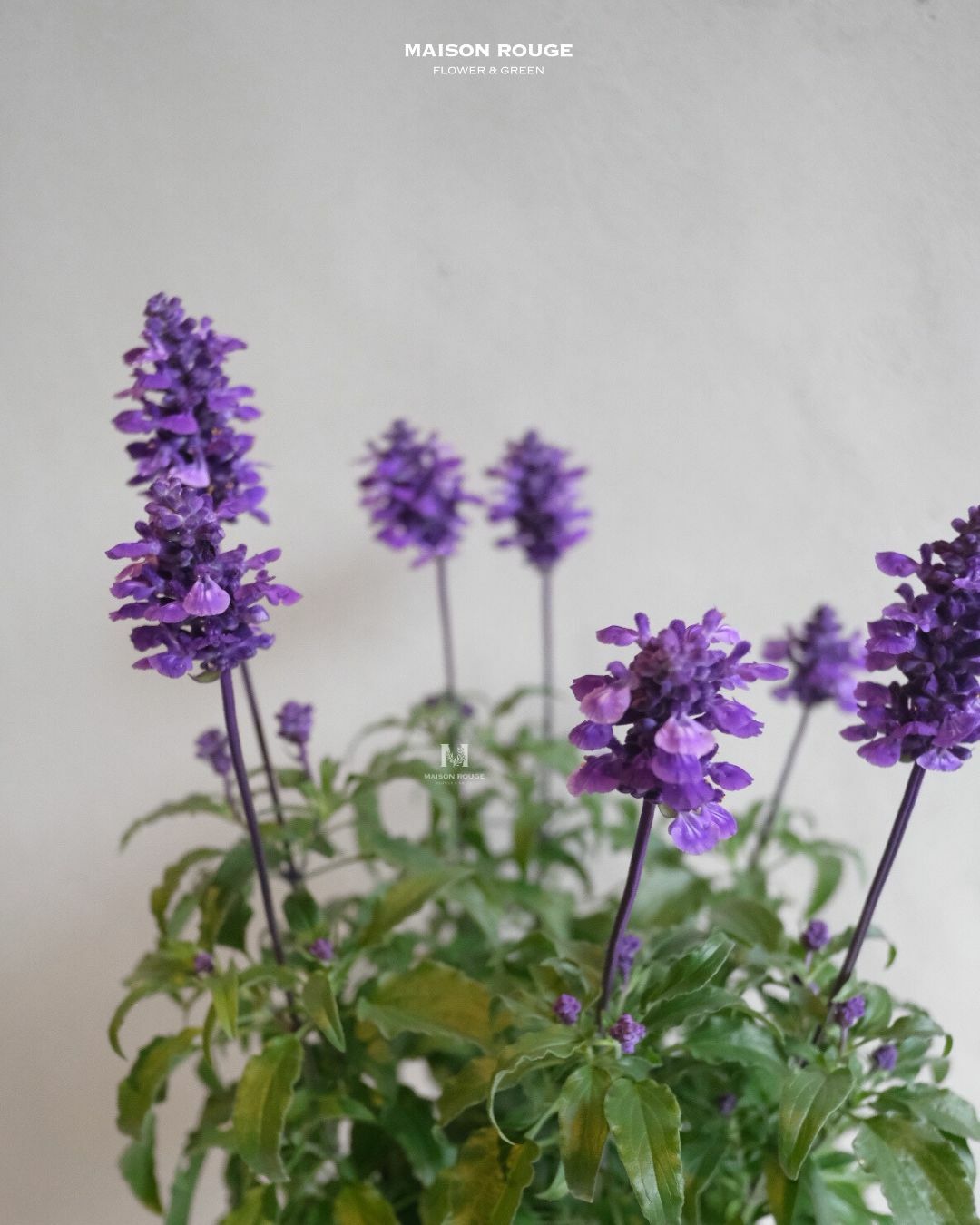 貳樓有花・鼠尾草・綠植中品