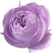 日本不凋庭園玫瑰(6朵) 02734-451