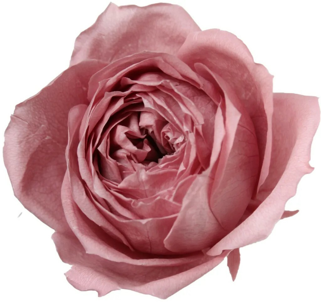 日本不凋庭園玫瑰(6朵) 02734-173