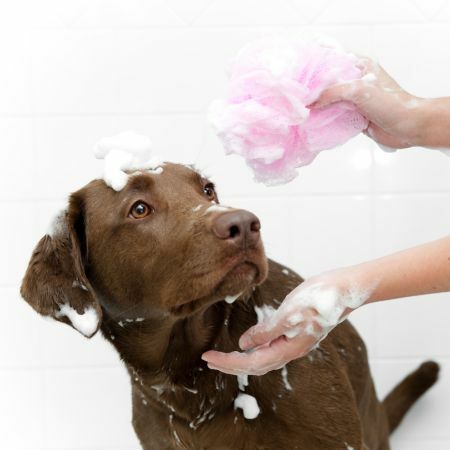 狗臭味產生原因說明及除狗臭味方式