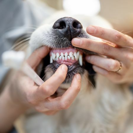 幫狗狗刷牙避免口腔異味產生