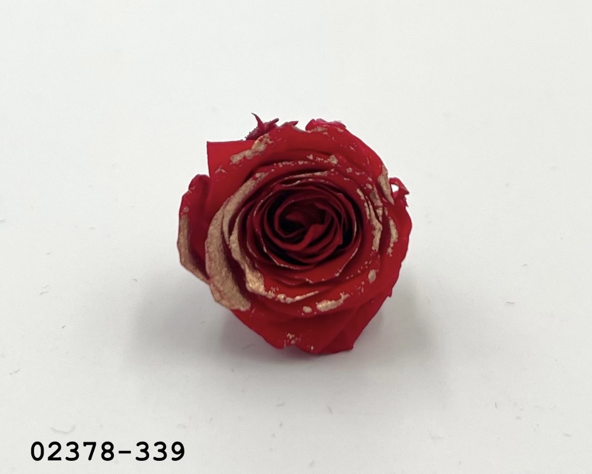 日本不凋迷你玫瑰(鑲金)  02378-339