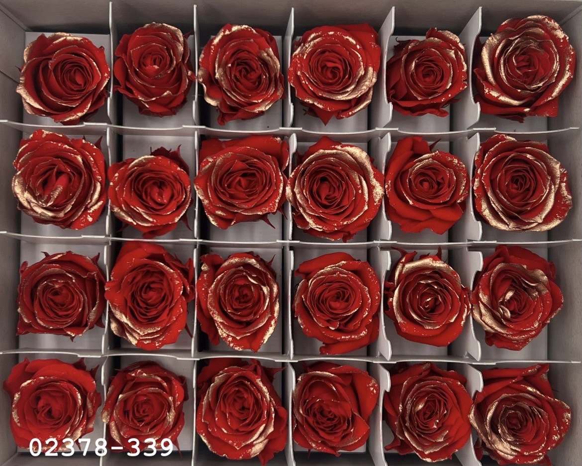 日本不凋迷你玫瑰(鑲金)  02378-339