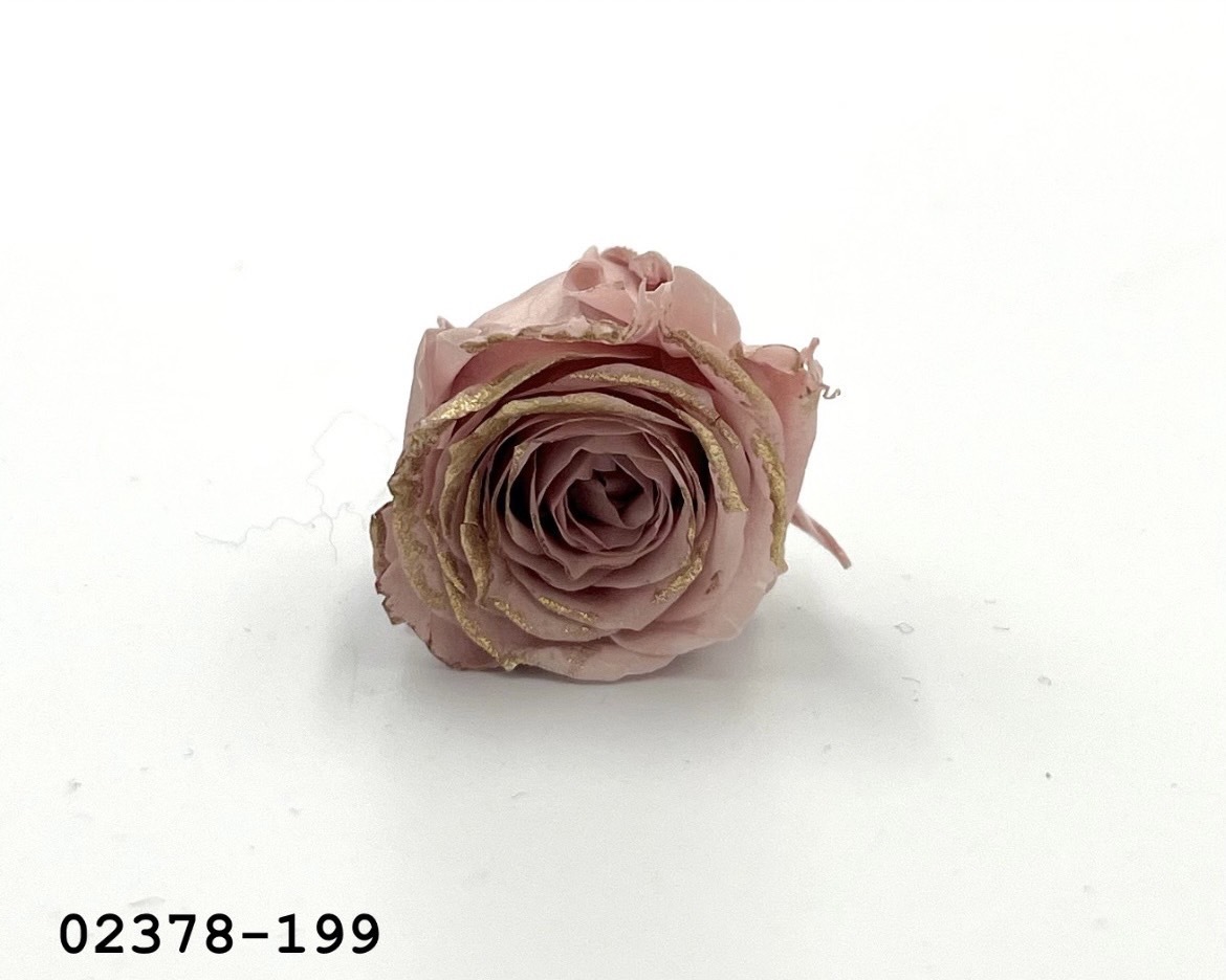 日本不凋迷你玫瑰(鑲金) 02378-199