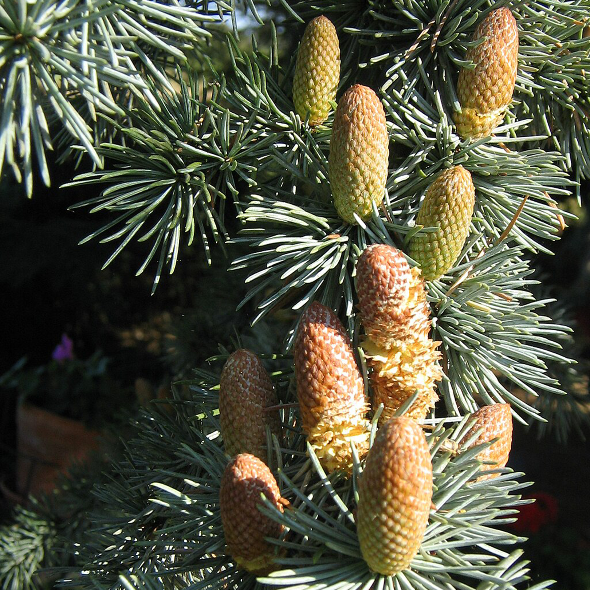 雪松精油, Cedrus atlantica, 安定心神, 放鬆身心, 空氣淨化, 冥想輔助, 皮膚保養, 自然香氛, 樹脂香甜, 木質香氣, Cedarwood Essential Oil,stabilizing mood