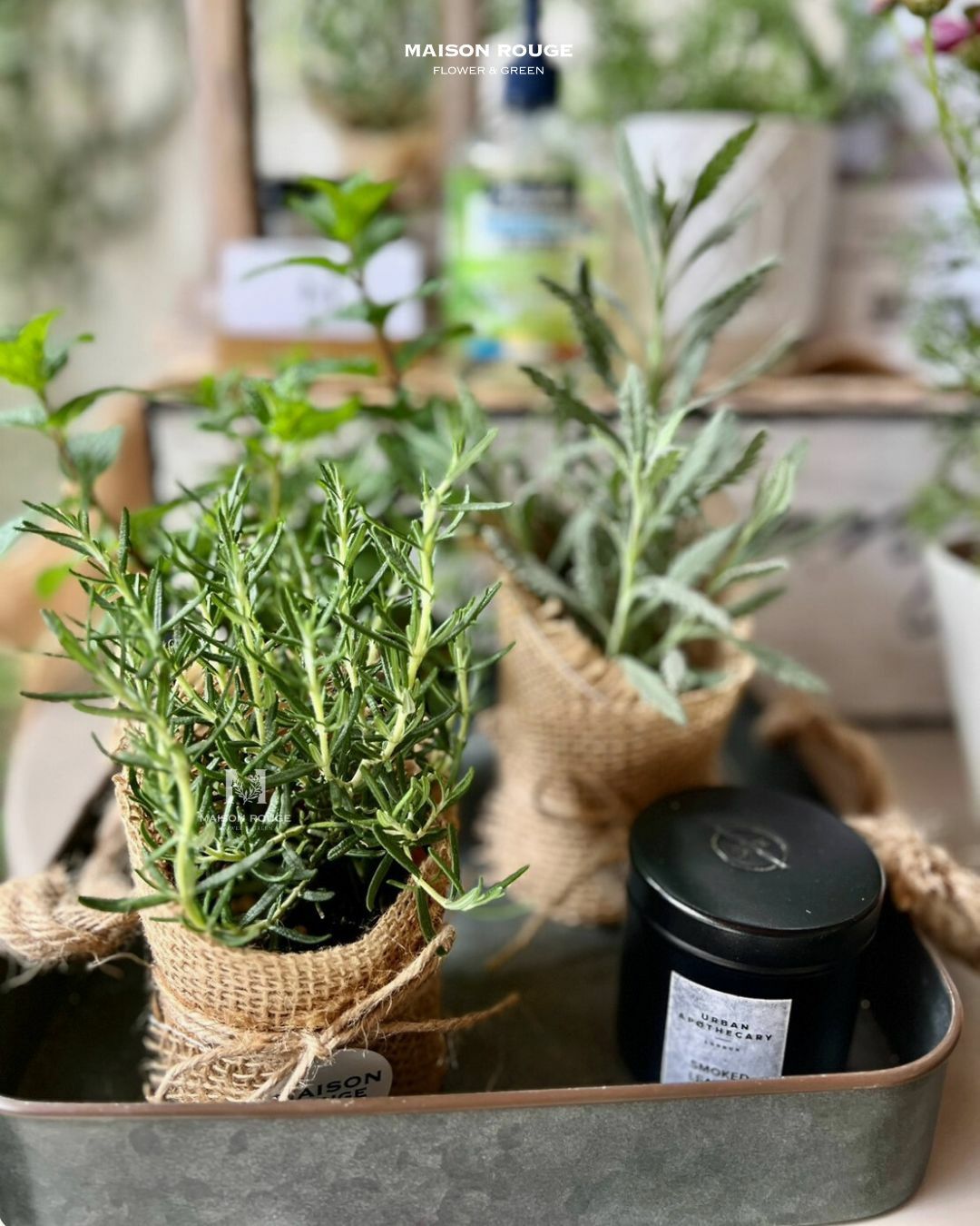 貳樓有花・迷迭香・綠植小品