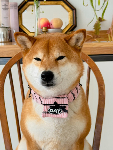 【預購】cuddly day｜條紋圍巾🎀