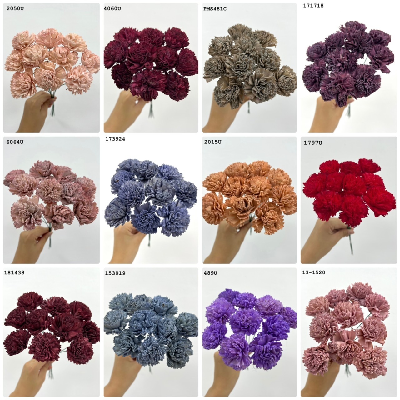 印度索拉花康乃馨(5公分)