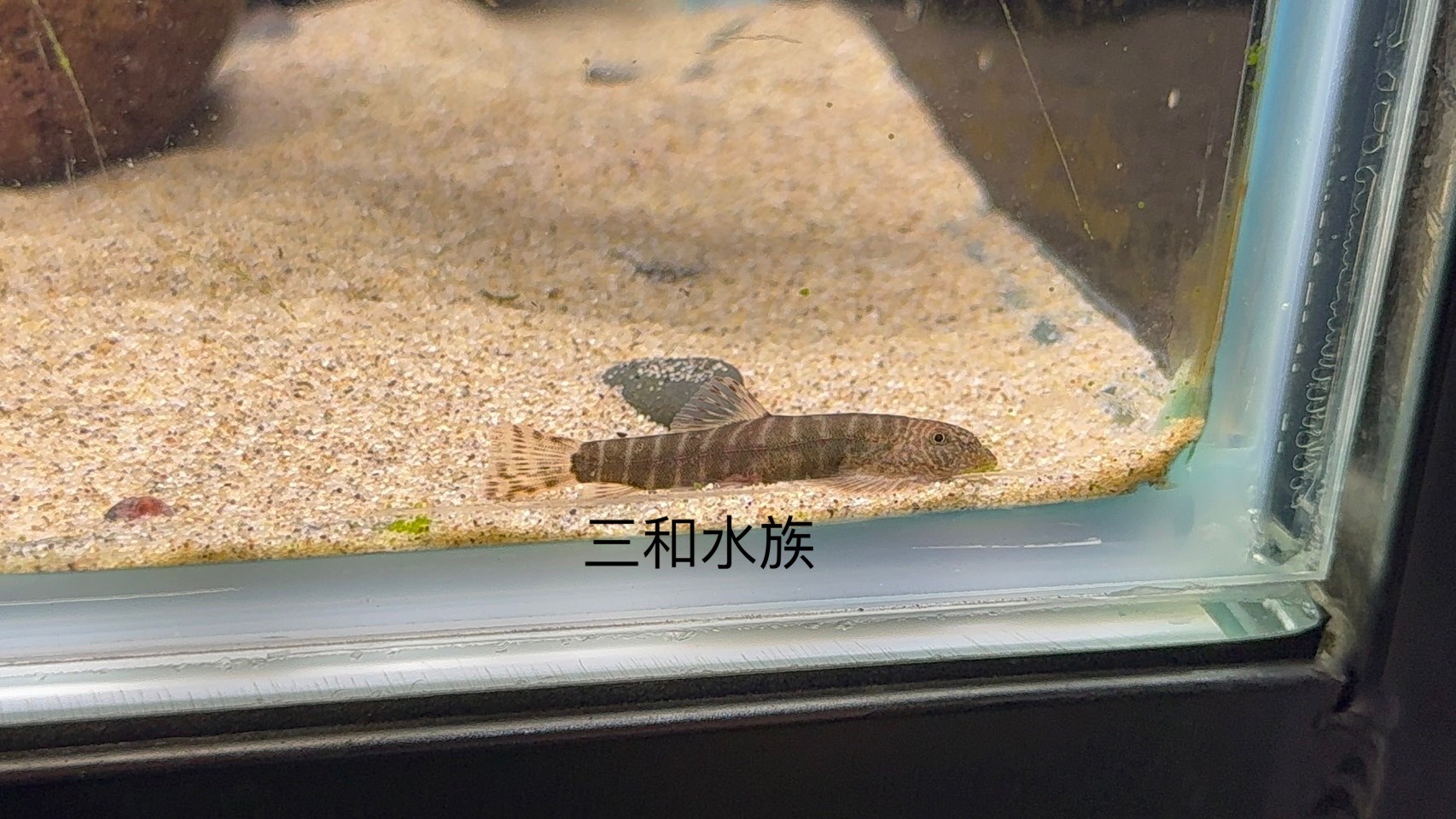 紅鑽吸鰍