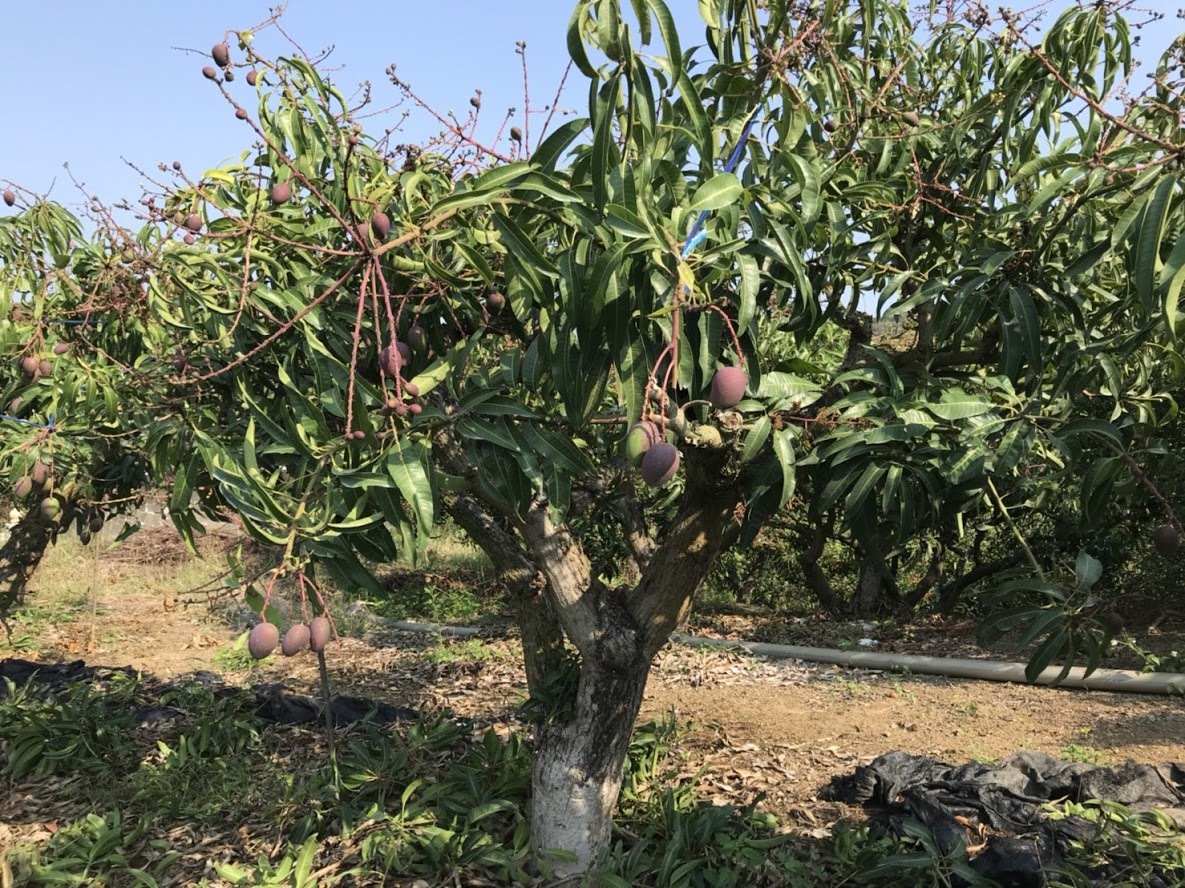 #台灣 #枋山 #愛文芒果 #高雄市 #老樹 #玉荷包 #荔枝 #馬來西亞 #榴槤 #猫山皇 #黑刺 #楊山 #水蜜桃 #進口 #生果 #水果 #黑珍珠 #鮮果 #母親節 #父親節 #端午節