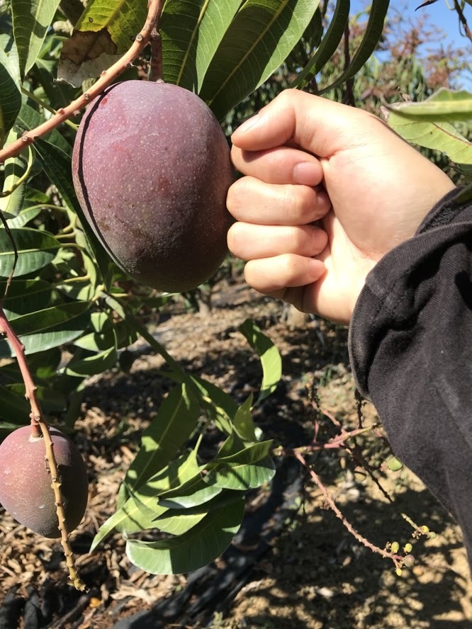 #台灣 #枋山 #愛文芒果 #高雄市 #老樹 #玉荷包 #荔枝 #馬來西亞 #榴槤 #猫山皇 #黑刺 #楊山 #水蜜桃 #進口 #生果 #水果 #黑珍珠 #鮮果 #母親節 #父親節 #端午節