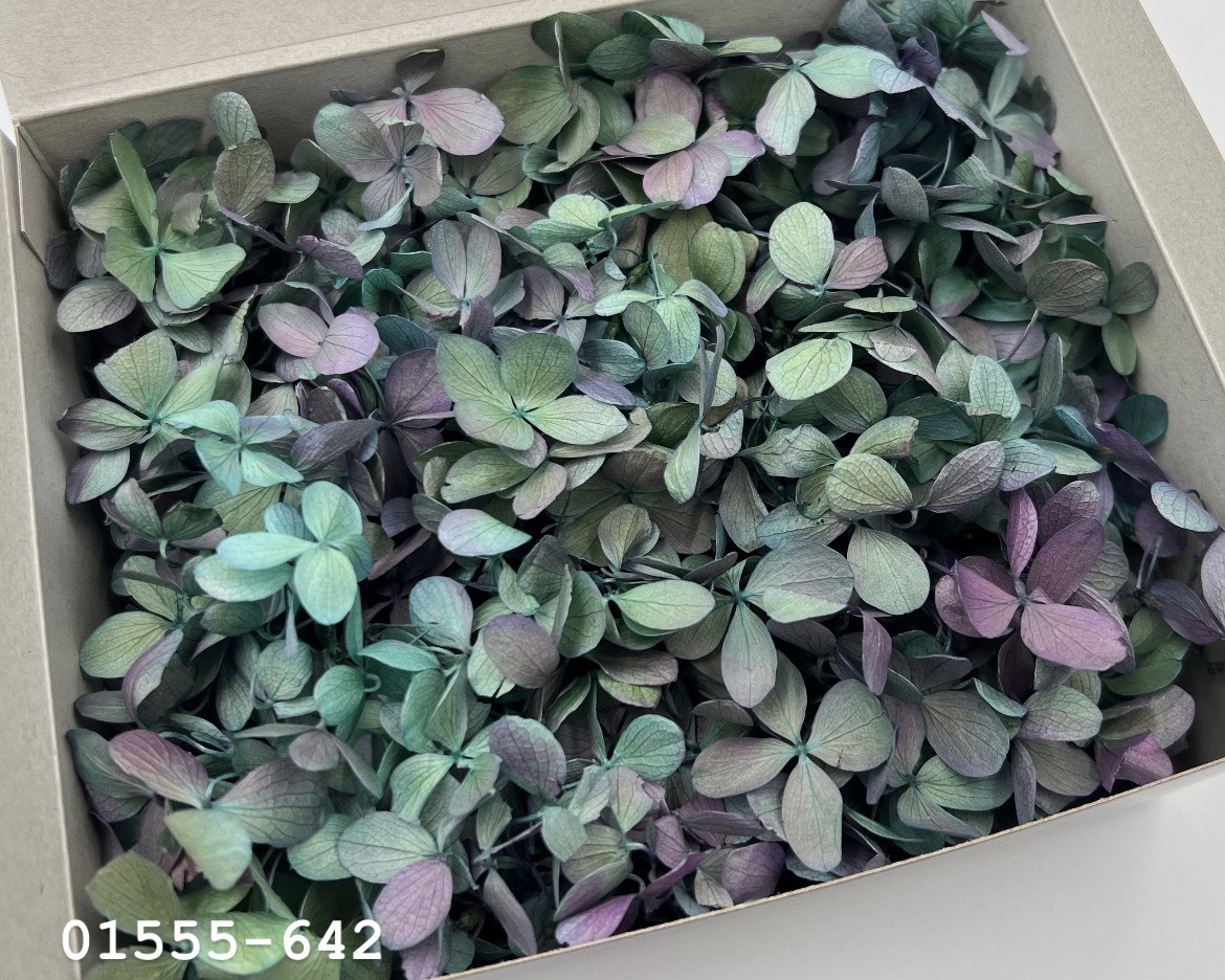 日本不凋中葉繡球(散裝) 01555-642