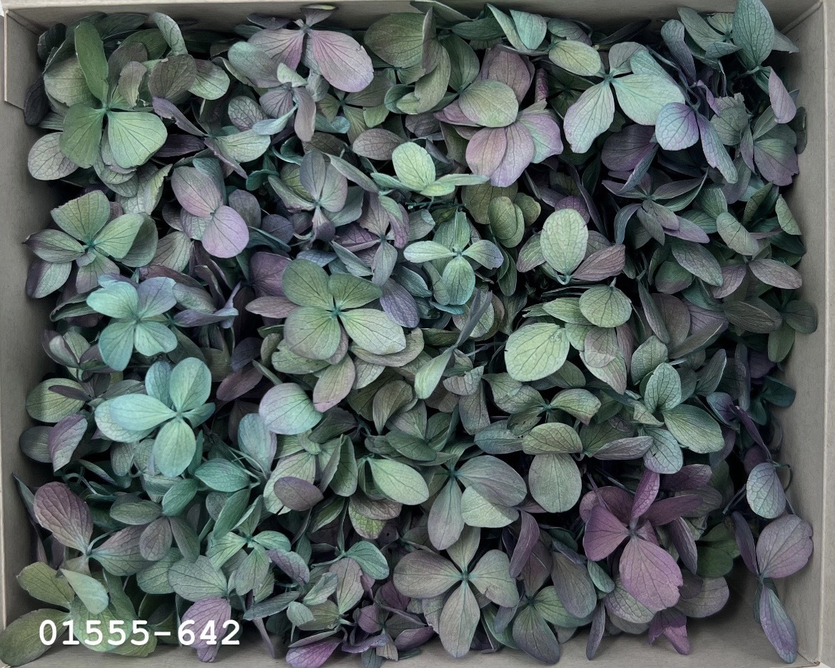 日本不凋中葉繡球(散裝) 01555-642