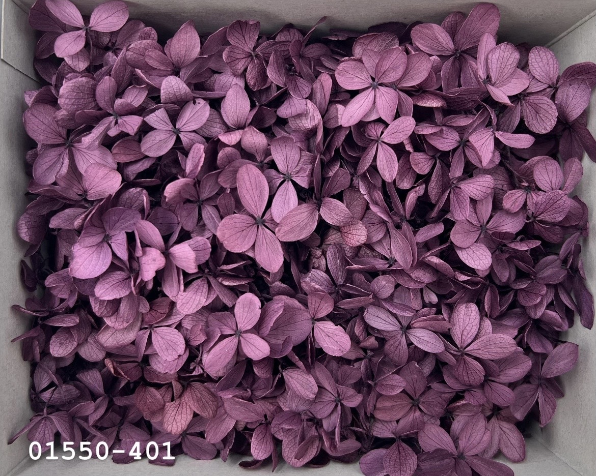 日本不凋中葉繡球(散裝) 01550-401