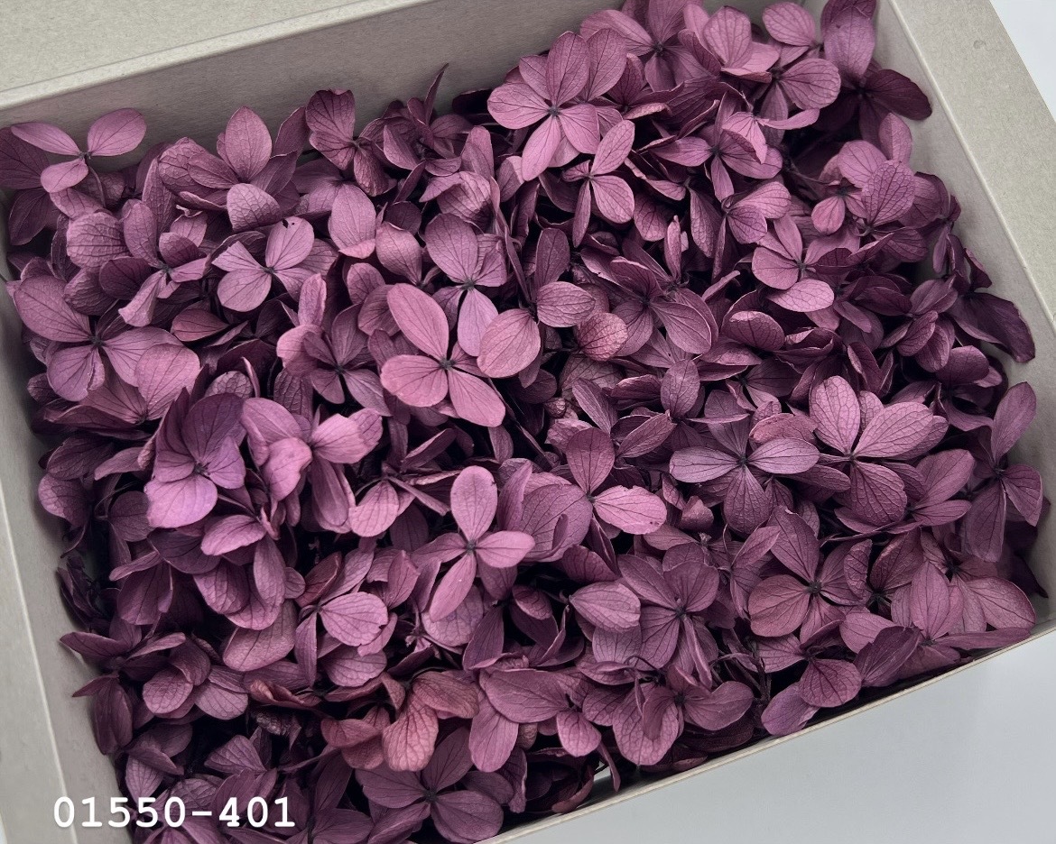 日本不凋中葉繡球(散裝) 01550-401