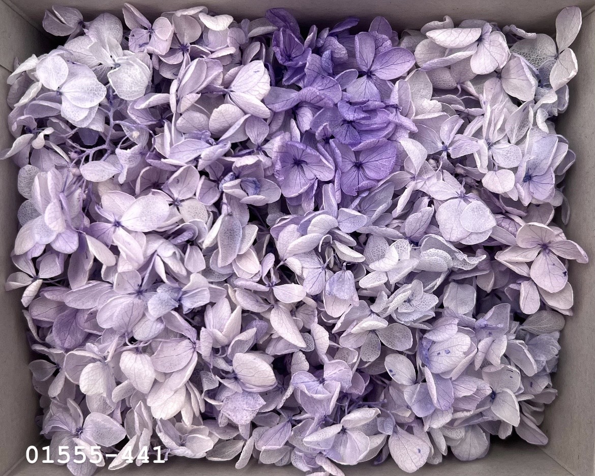 日本不凋中葉繡球(散裝) 01555-441