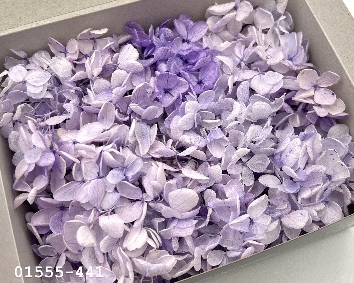 日本不凋中葉繡球(散裝) 01555-441