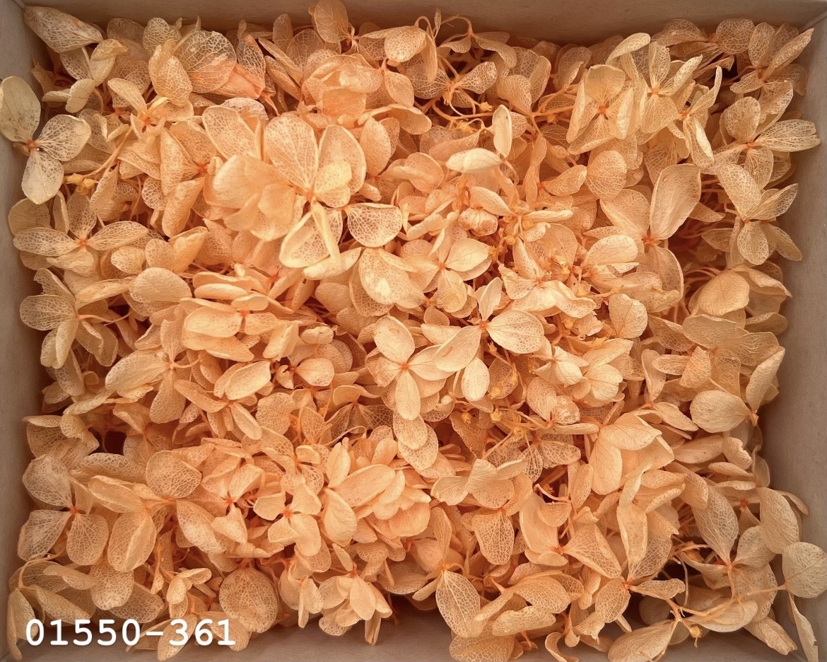 日本不凋中葉繡球(散裝) 01550-361