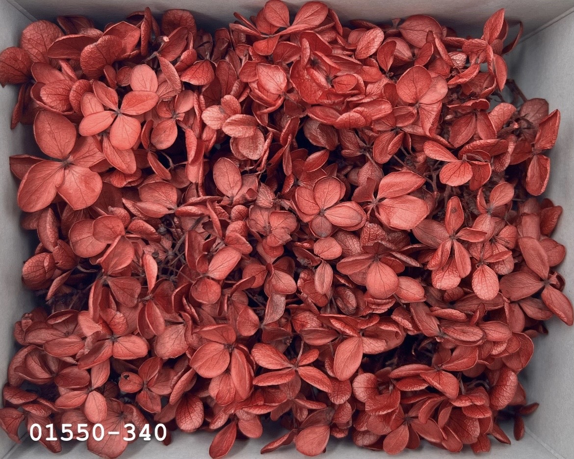 日本不凋中葉繡球(散裝) 01550-340