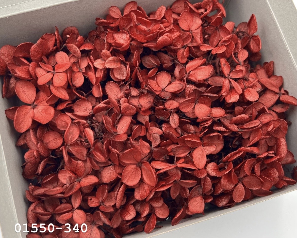 日本不凋中葉繡球(散裝) 01550-340