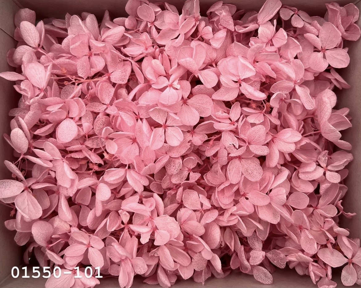 日本不凋中葉繡球(散裝) 01550-101