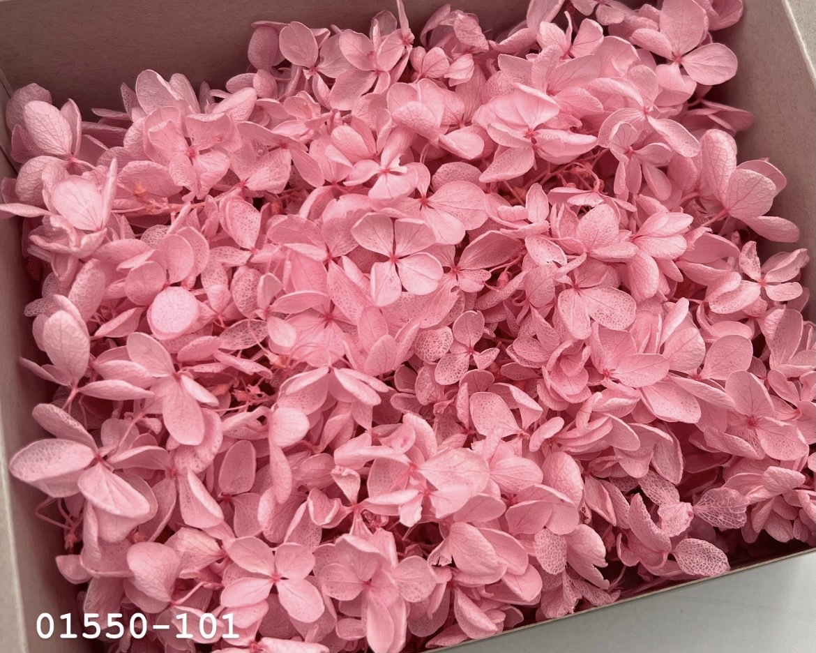 日本不凋中葉繡球(散裝) 01550-101