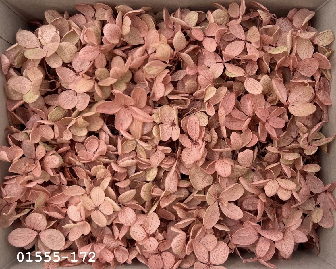 日本不凋中葉繡球(散裝) 01555-172