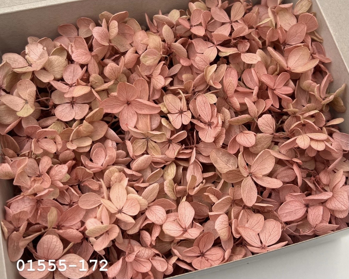 日本不凋中葉繡球(散裝) 01555-172