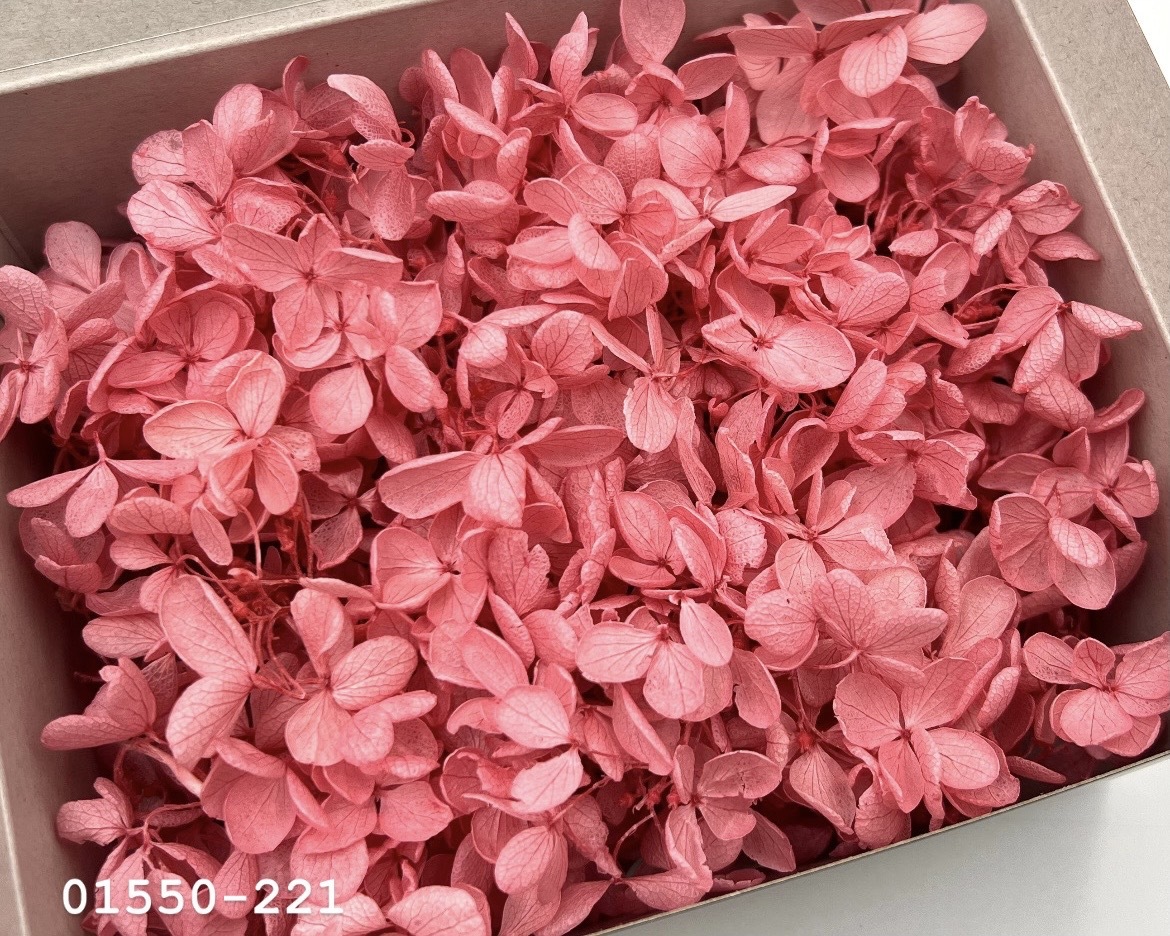 日本不凋中葉繡球(散裝) 01550-221