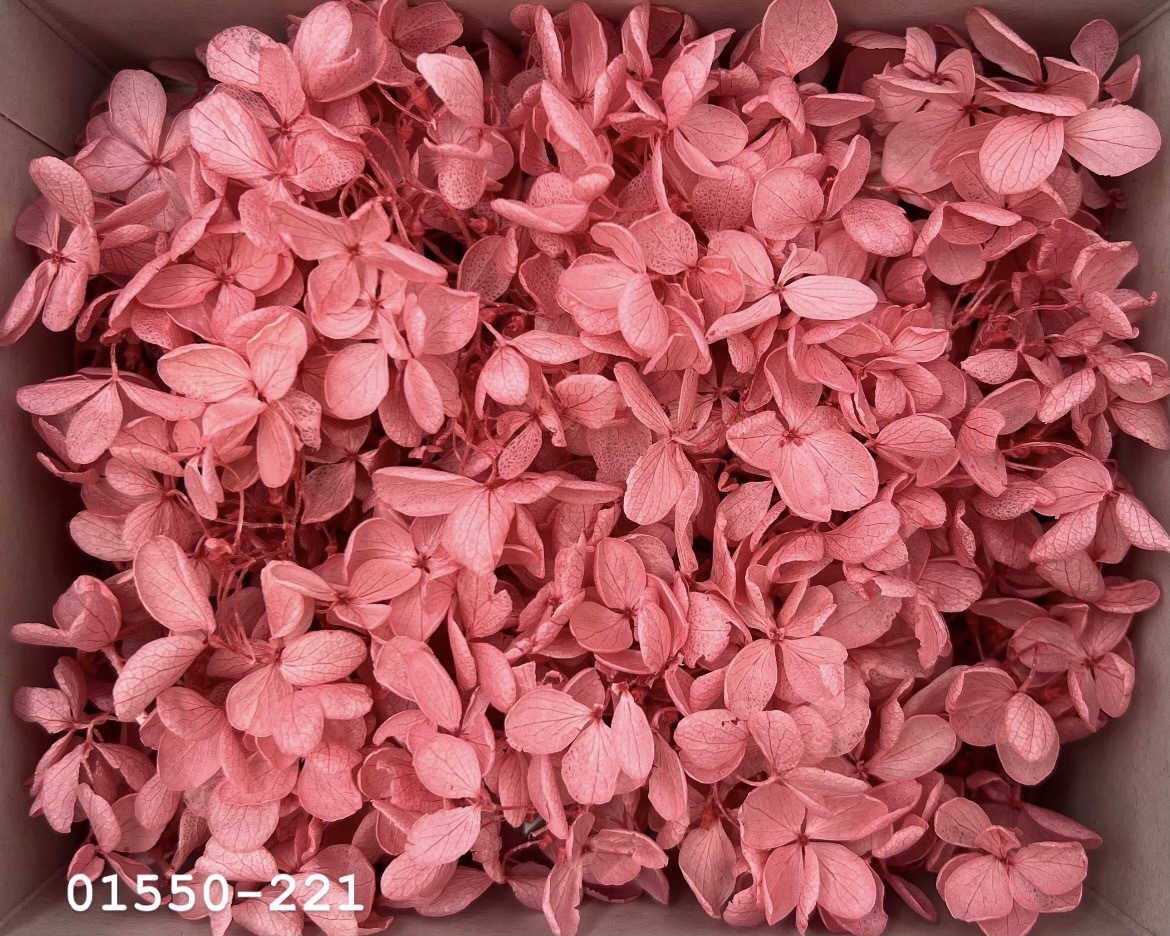 日本不凋中葉繡球(散裝) 01550-221