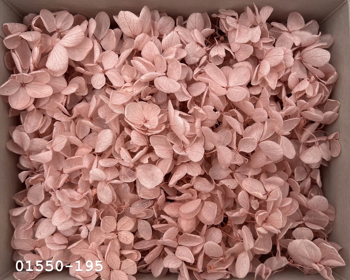 日本不凋中葉繡球(散裝) 01550-195