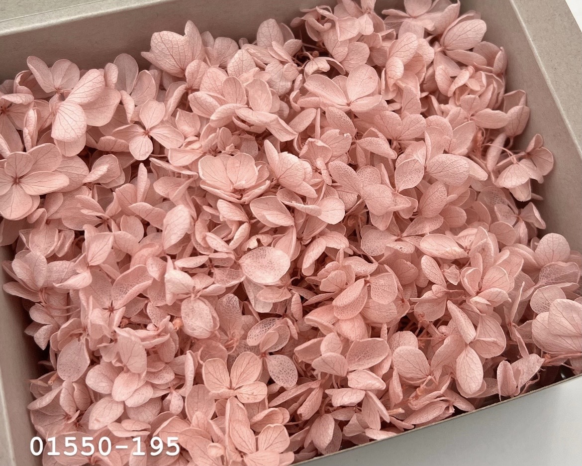 日本不凋中葉繡球(散裝) 01550-195