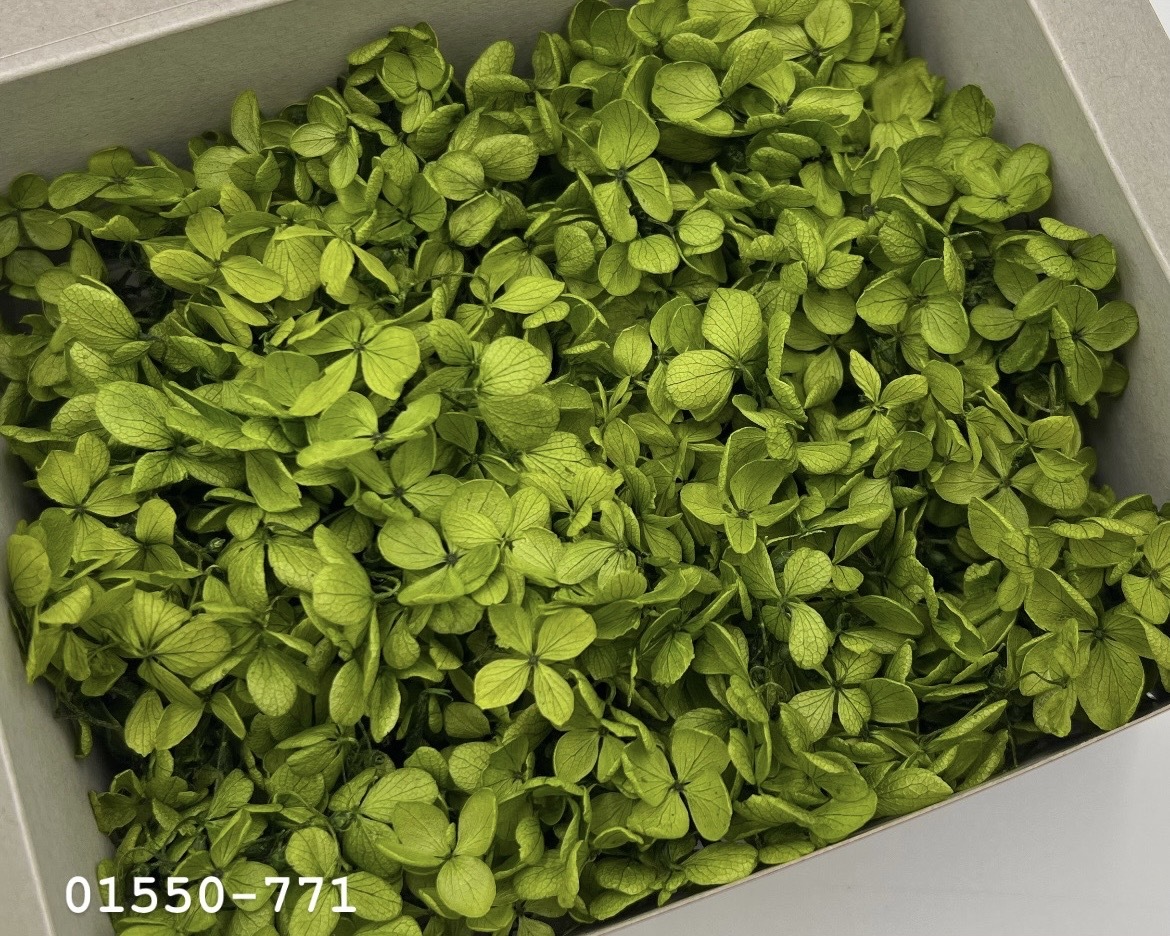 日本不凋中葉繡球(散裝) 01550-771