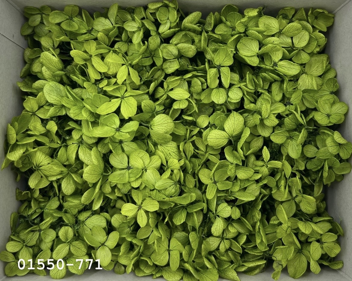 日本不凋中葉繡球(散裝) 01550-771