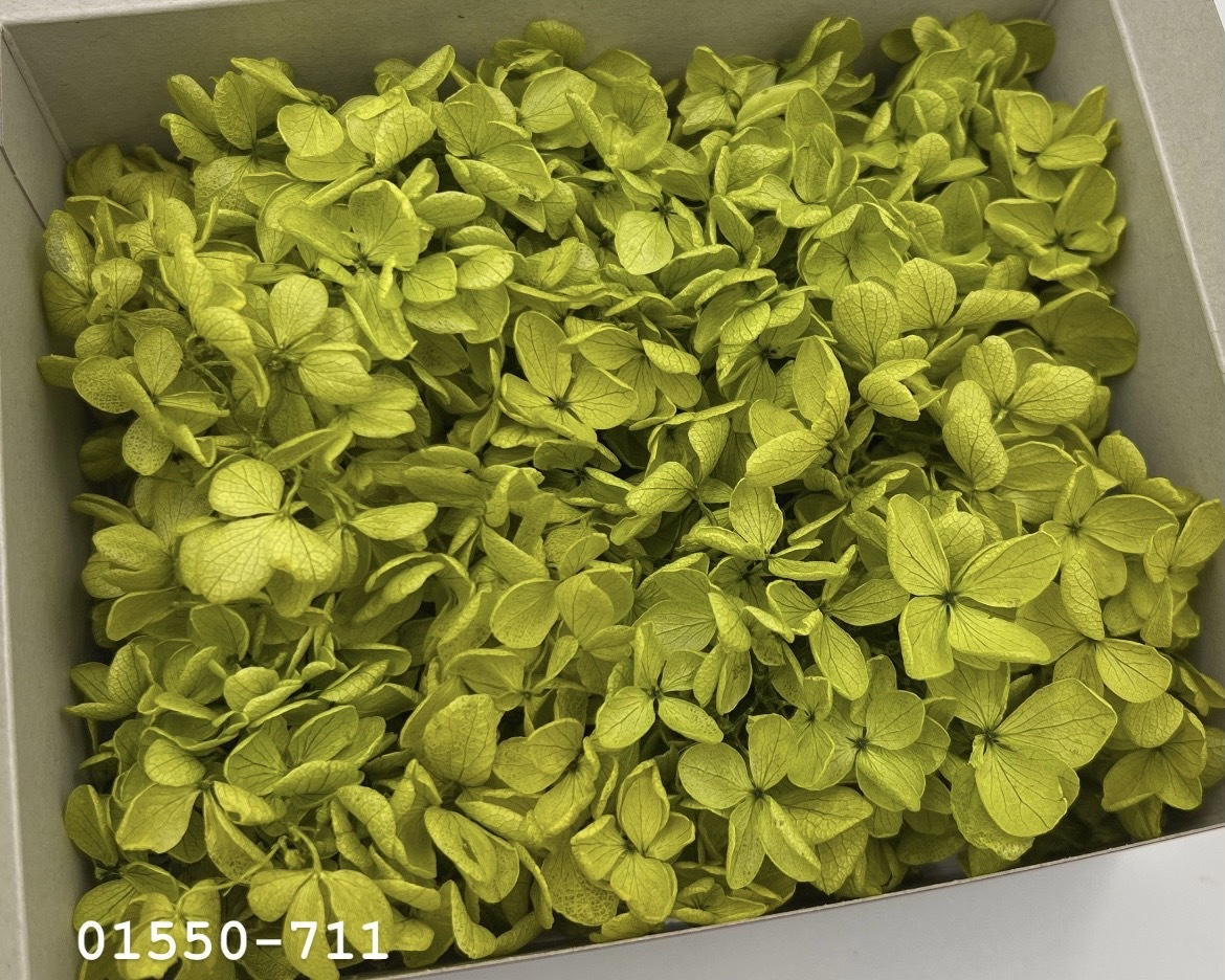 日本不凋中葉繡球(散裝) 01550-711