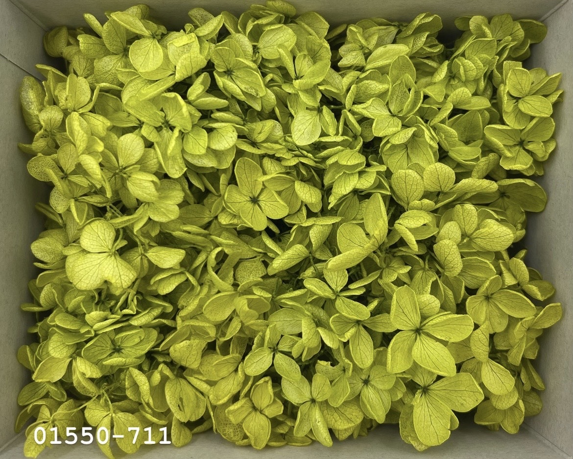 日本不凋中葉繡球(散裝) 01550-711