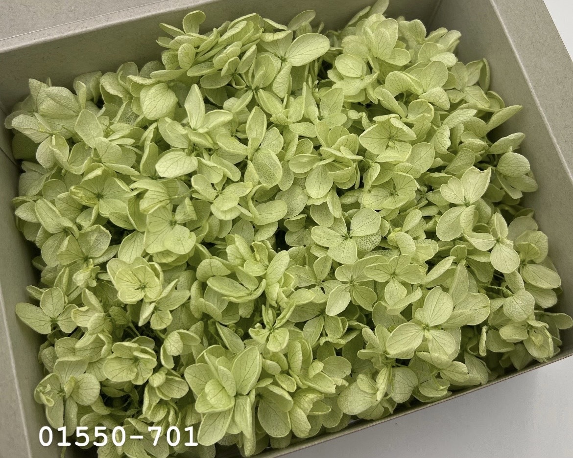 日本不凋中葉繡球(散裝) 01550-701