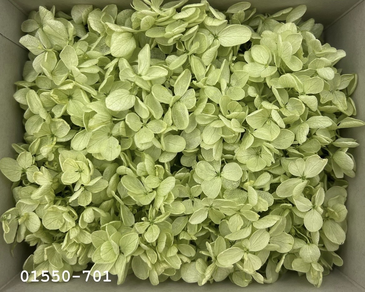 日本不凋中葉繡球(散裝) 01550-701