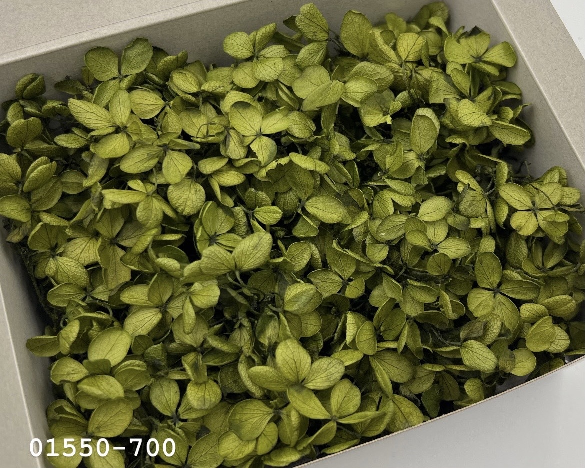 日本不凋中葉繡球(散裝) 01550-700