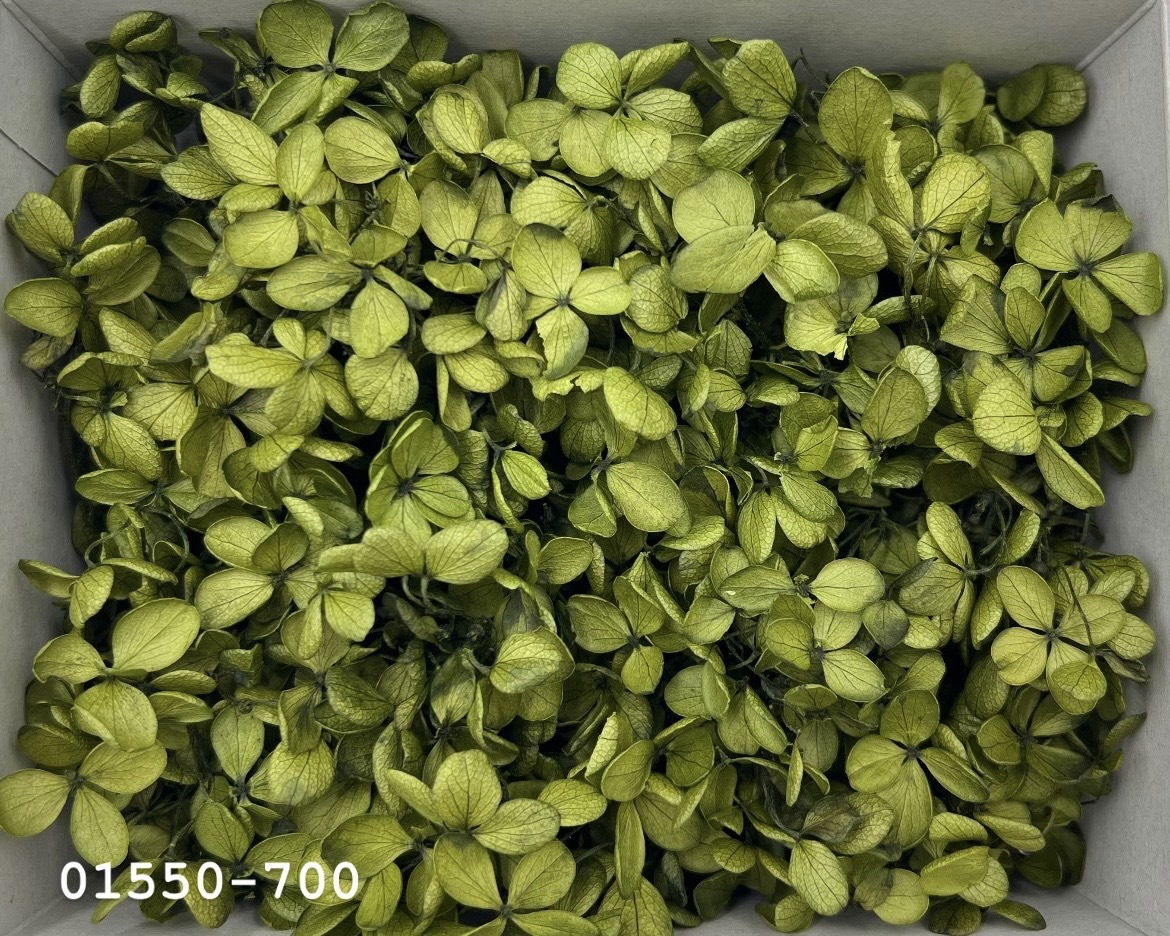 日本不凋中葉繡球(散裝) 01550-700