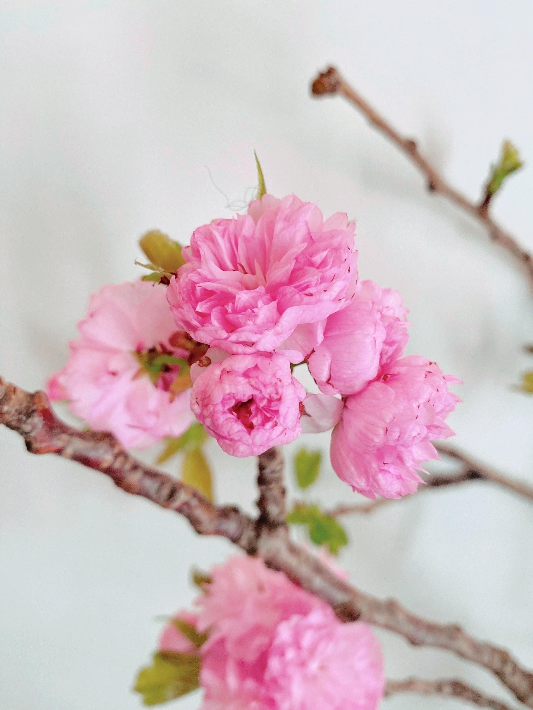 Sakura (Cherry Blossom), Fresh Cut, Flamingo Pink 80-120cm (3 Stems/Pack)